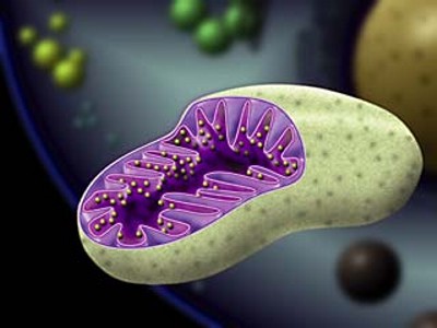  sample usage,definition of animal-cell-mitochondria- Mitochondrion gr simple definition and definition sample Inmitochondria meaning and translations of 
